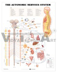 Human Autonomic Nervous System Anatomical Chart